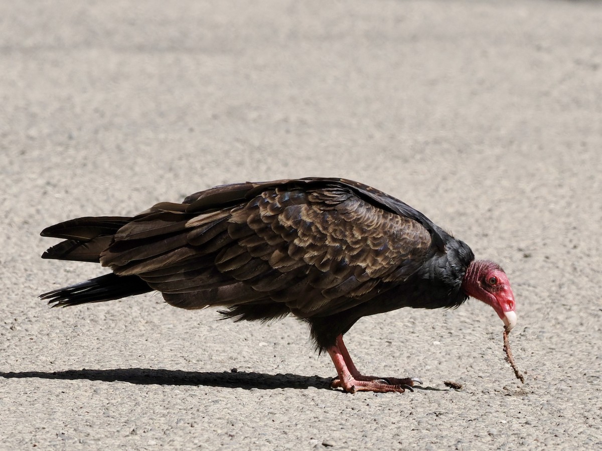 Turkey Vulture - ML559953411