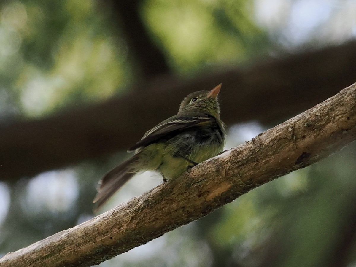 Western Flycatcher (Pacific-slope) - Gabriel Willow