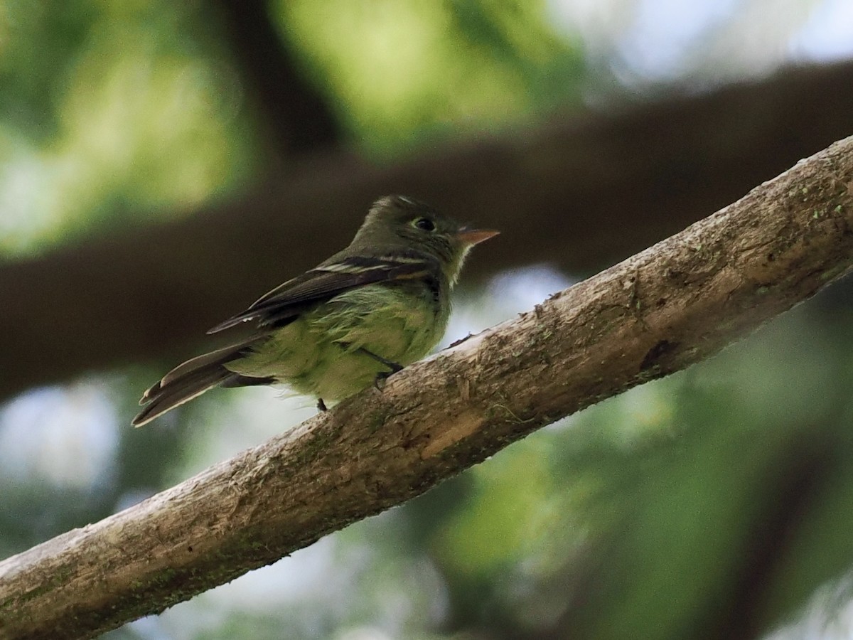 Western Flycatcher (Pacific-slope) - Gabriel Willow