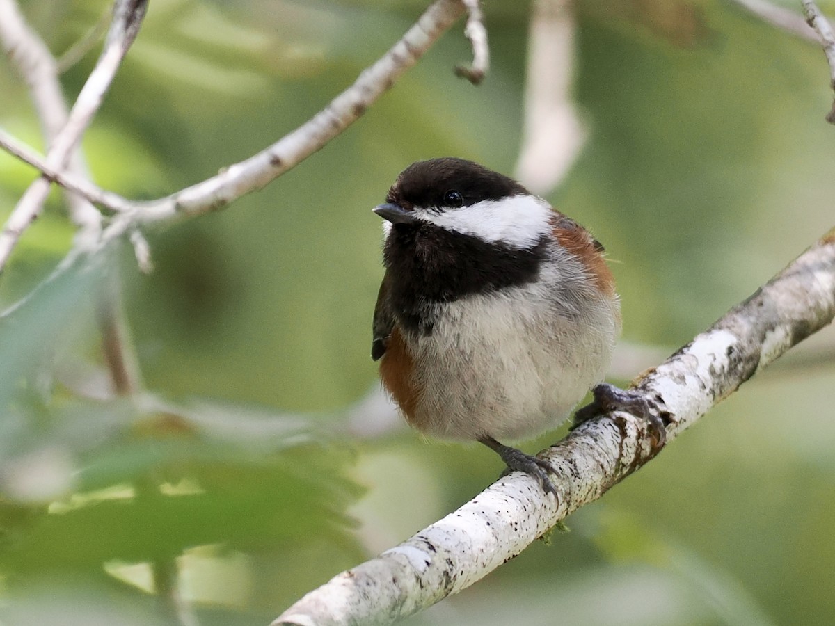 Chestnut-backed Chickadee - ML559953581