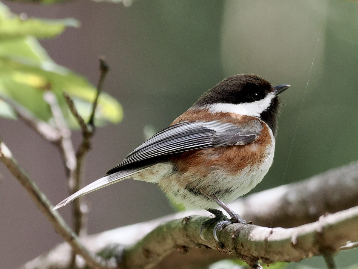 Chestnut-backed Chickadee - ML559953591