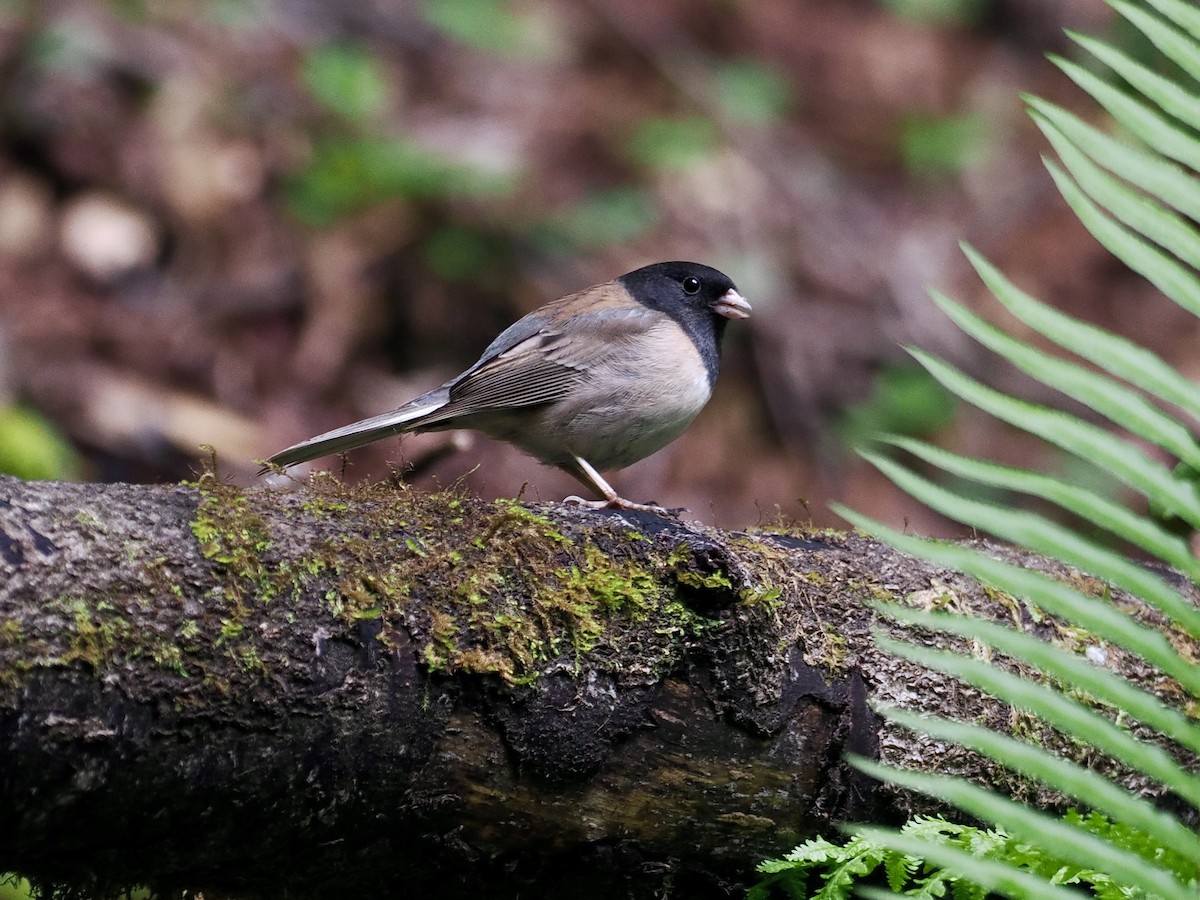 Dark-eyed Junco (Oregon) - ML559953721