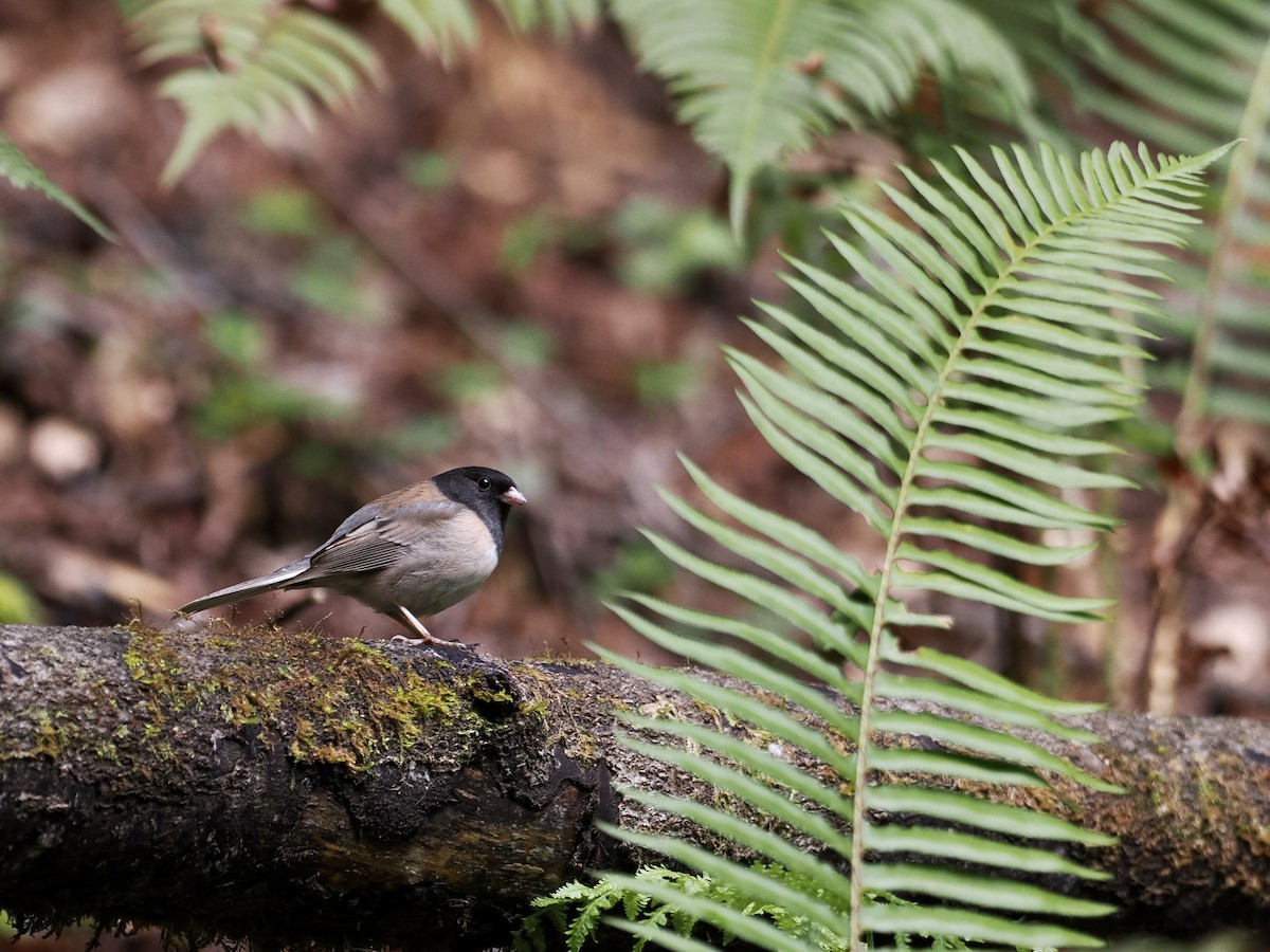 Dark-eyed Junco (Oregon) - ML559953731