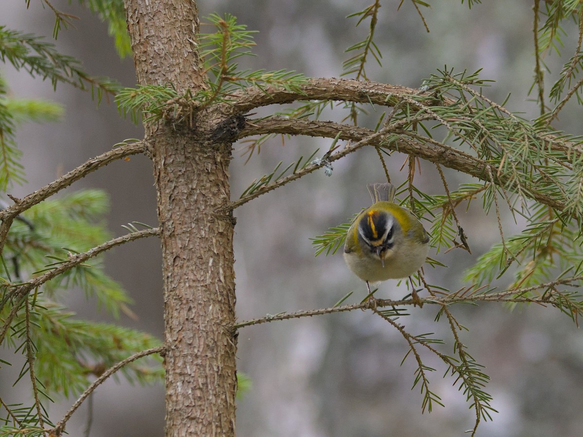 Common Firecrest - ML559954241