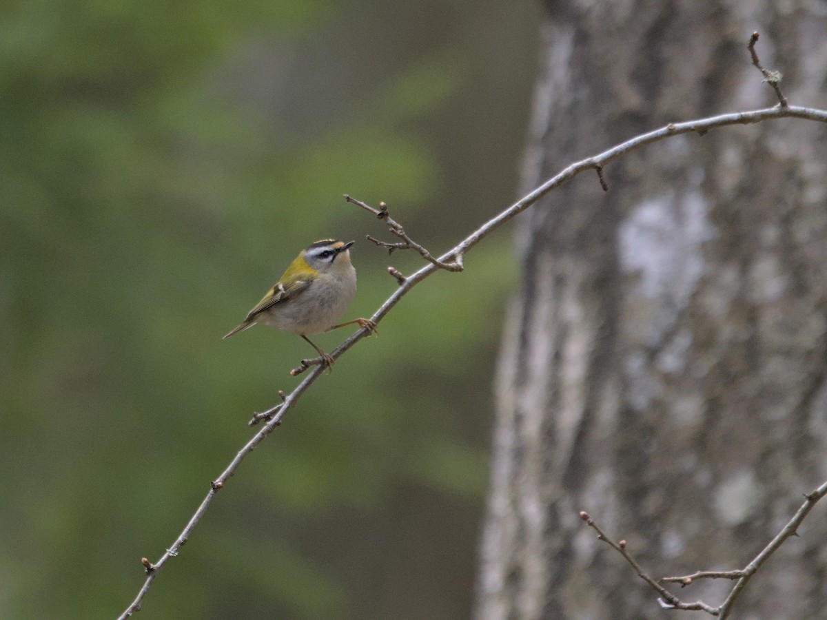 Common Firecrest - ML559954251