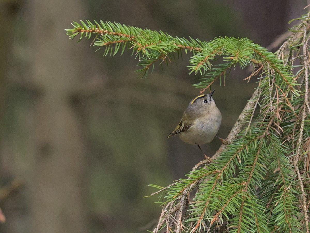 Goldcrest - ML559954511