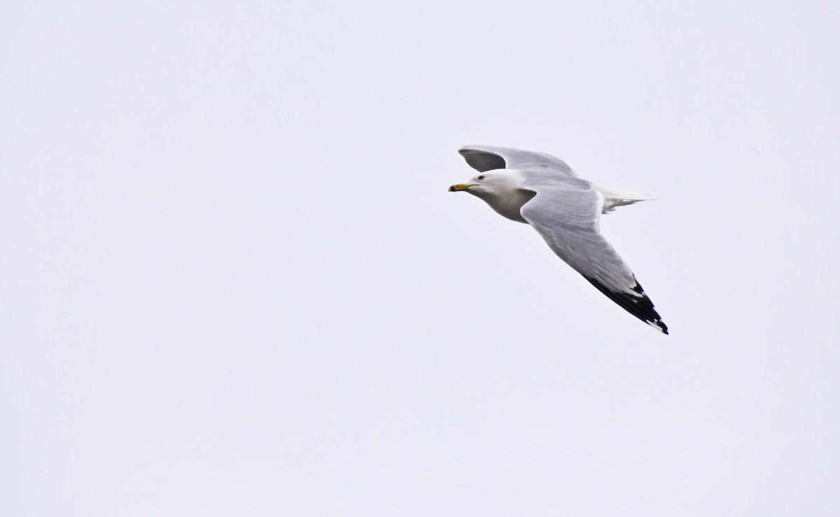 Ring-billed Gull - Robert Allie