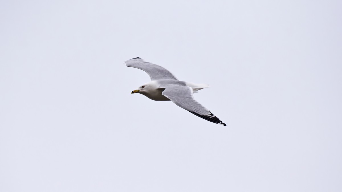 Ring-billed Gull - ML559954541