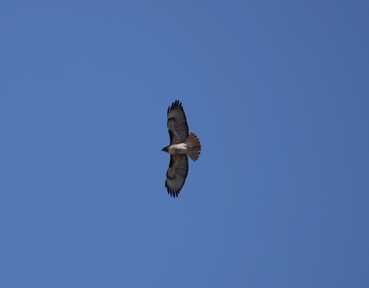 Red-tailed Hawk - ML559954751