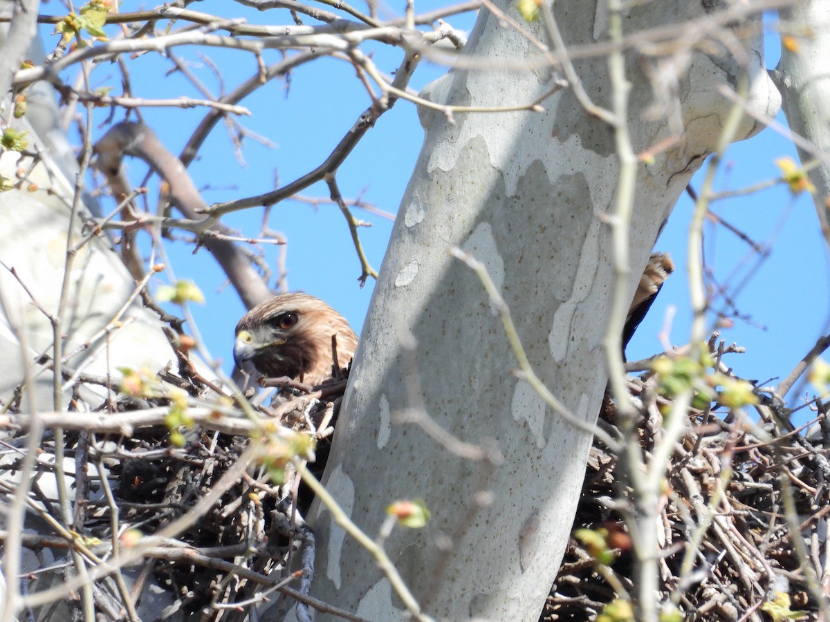 Red-tailed Hawk - ML559954761