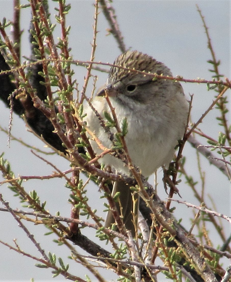 Brewer's Sparrow - ML559955461