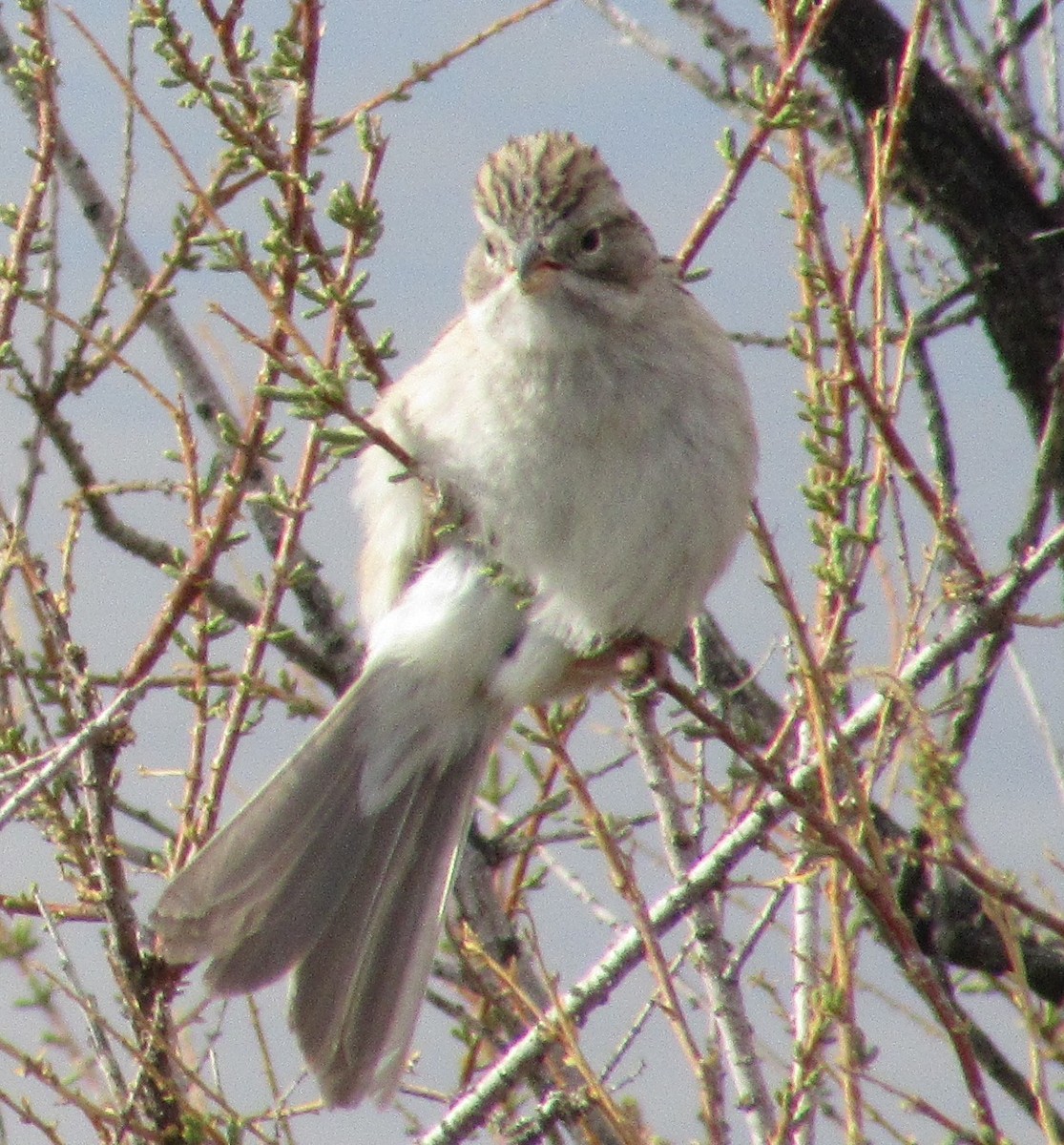 Brewer's Sparrow - ML559955471