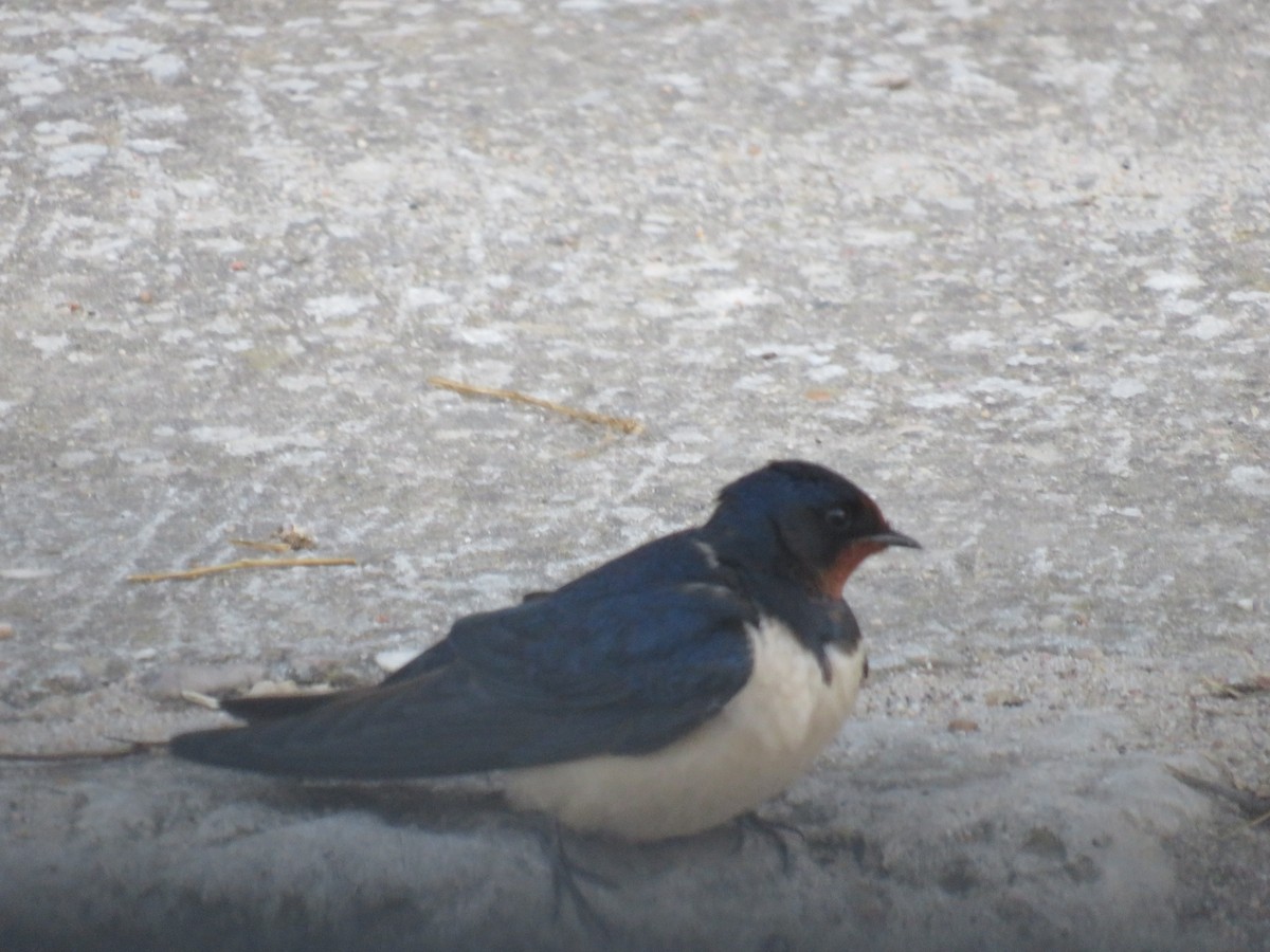 Barn Swallow - ML559955711