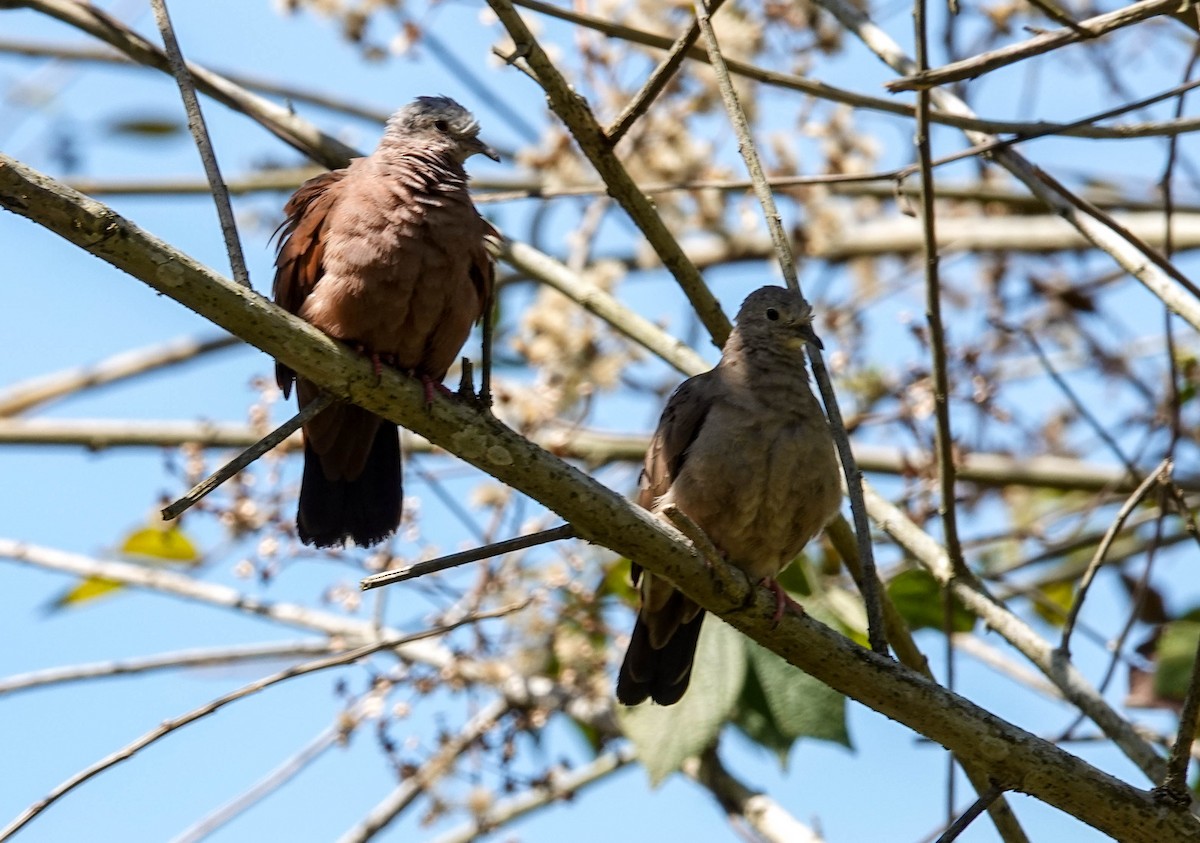 Ruddy Ground Dove - Kathy Doddridge