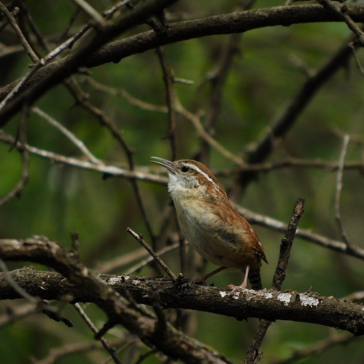 Carolina Wren - ML559957321