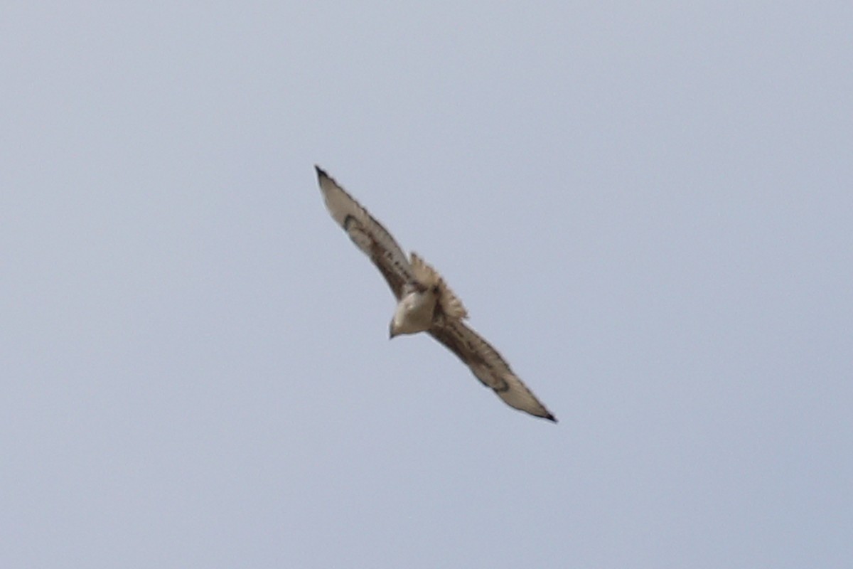 Ferruginous Hawk - ML559958021