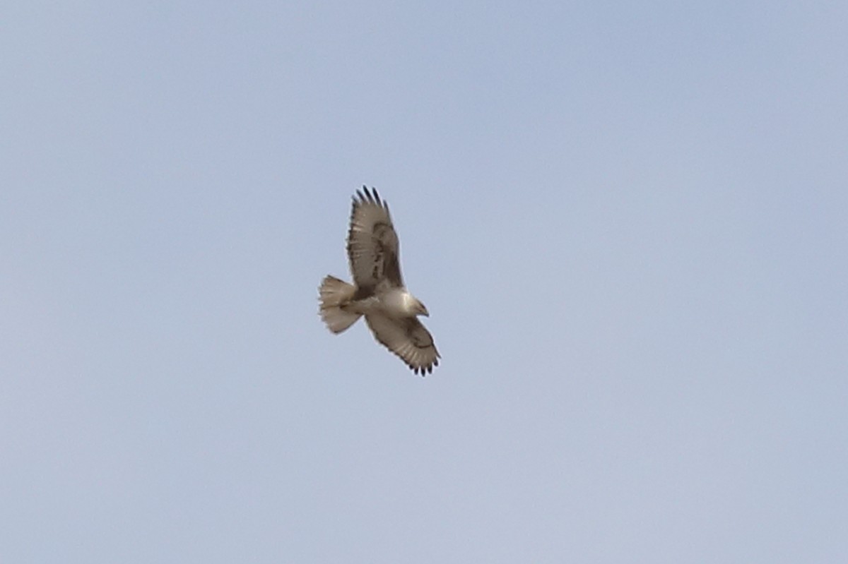 Ferruginous Hawk - ML559958031