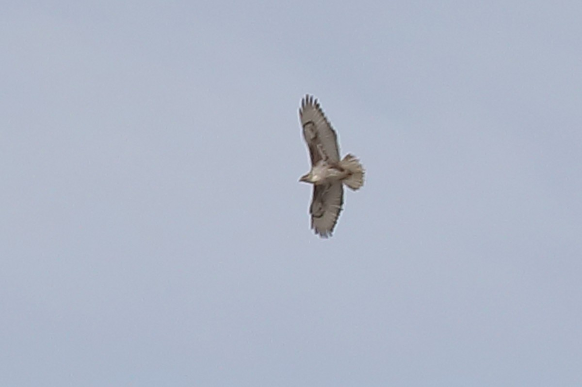 Ferruginous Hawk - ML559958041