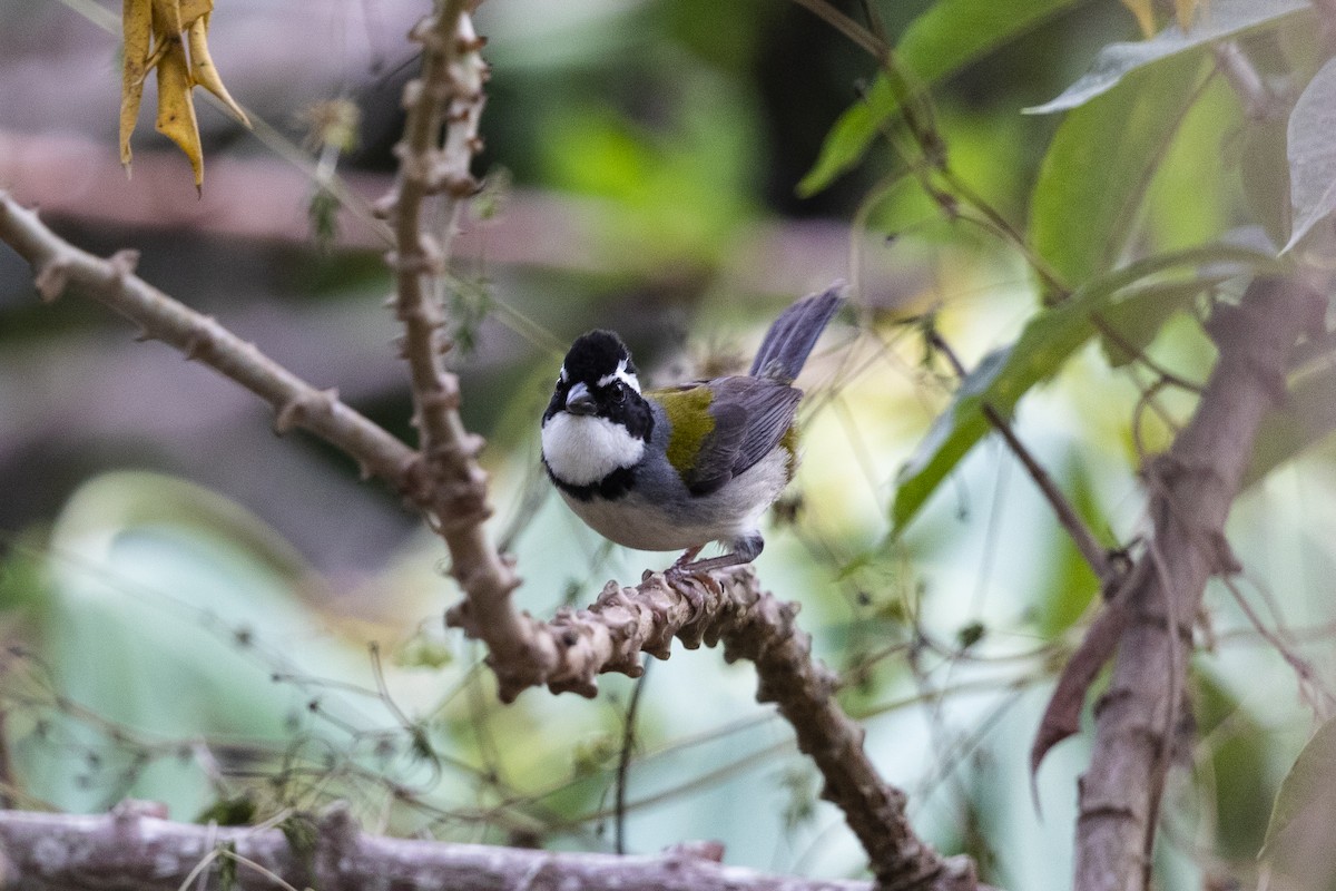 Black-capped Sparrow (Marañon) - ML559960731