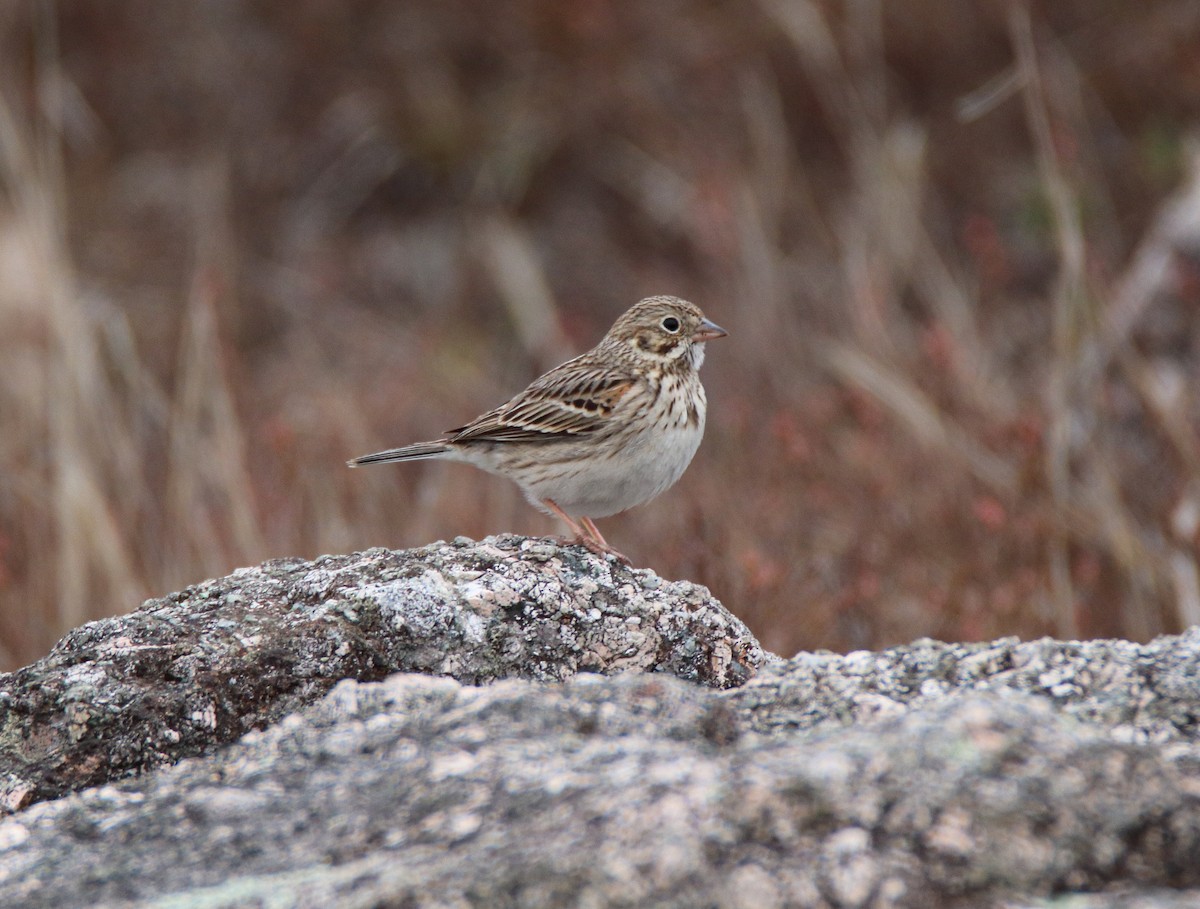 Vesper Sparrow - ML559961591