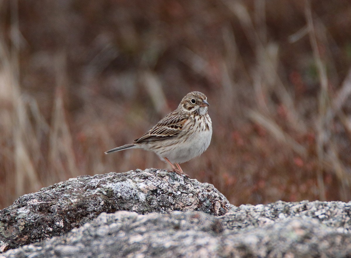 Vesper Sparrow - ML559961601