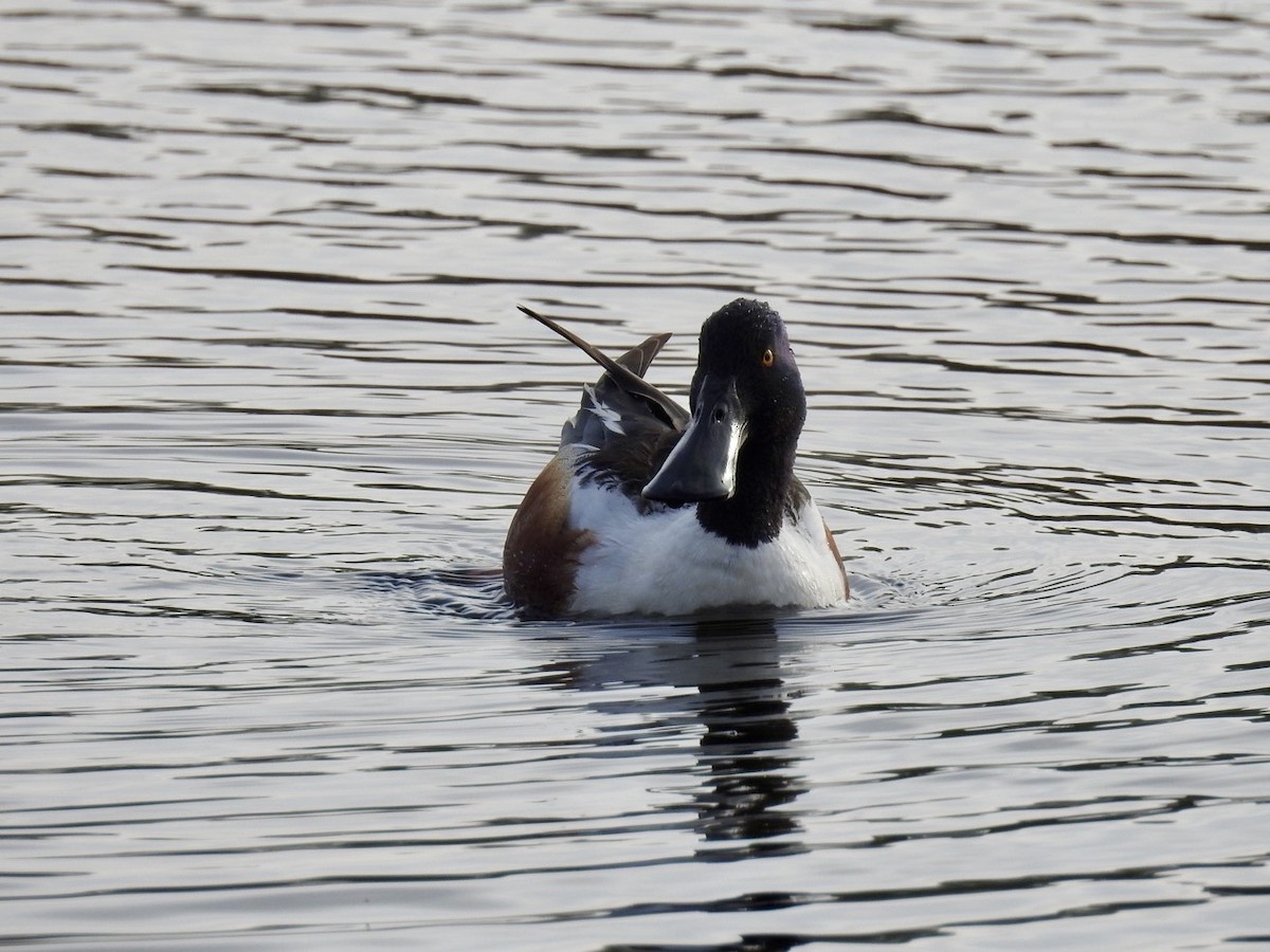 Northern Shoveler - Jonny Rankin