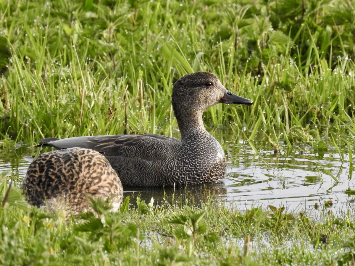 Gadwall - Jonny Rankin