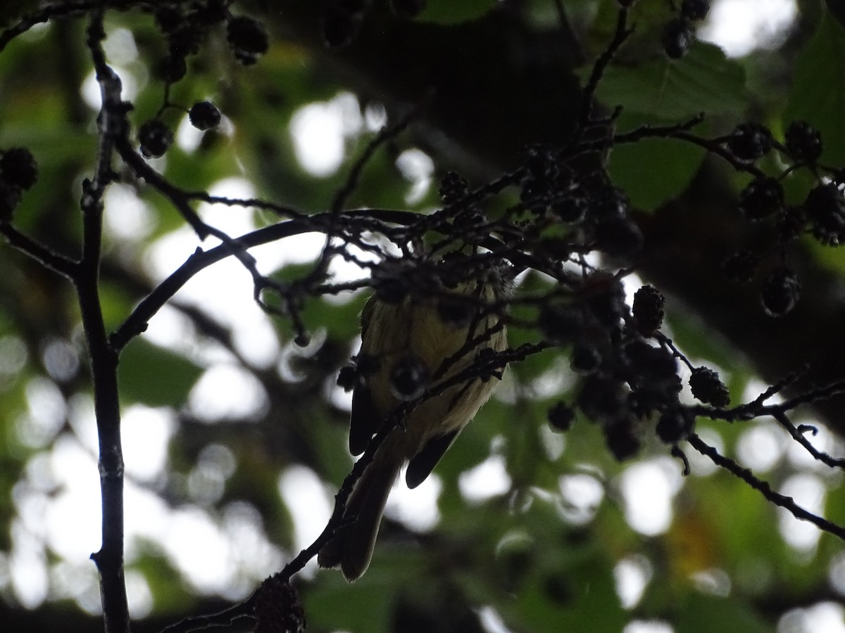 Tufted Tit-Tyrant - ML559966781