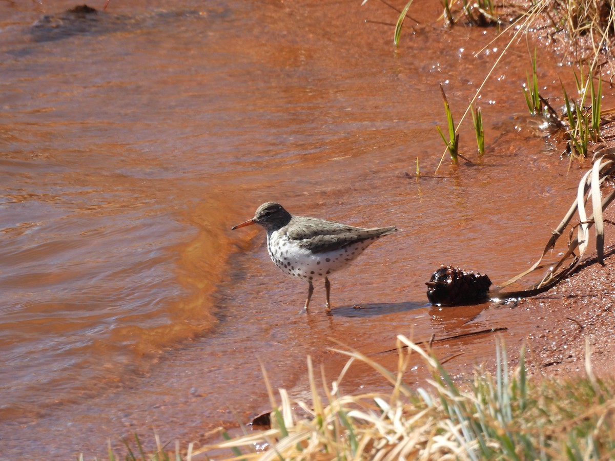 Spotted Sandpiper - ML559967831