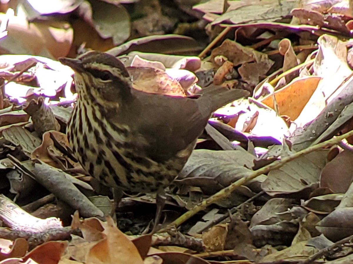 Northern Waterthrush - Gregory Miller 🦆 (no playback)