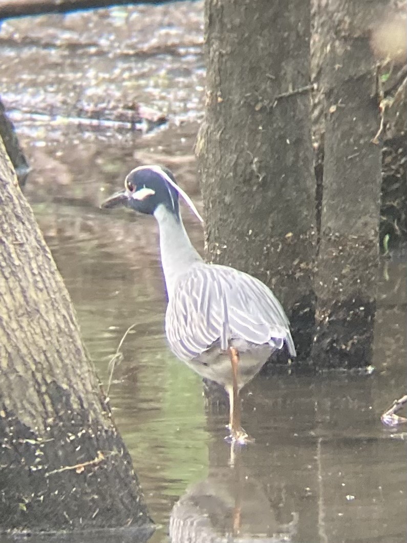 Yellow-crowned Night Heron - ML559968651