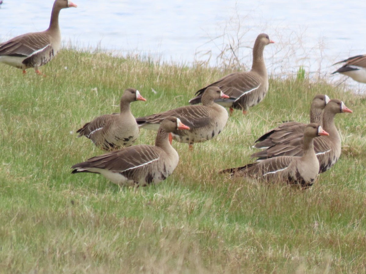 Greater White-fronted Goose - ML559968891