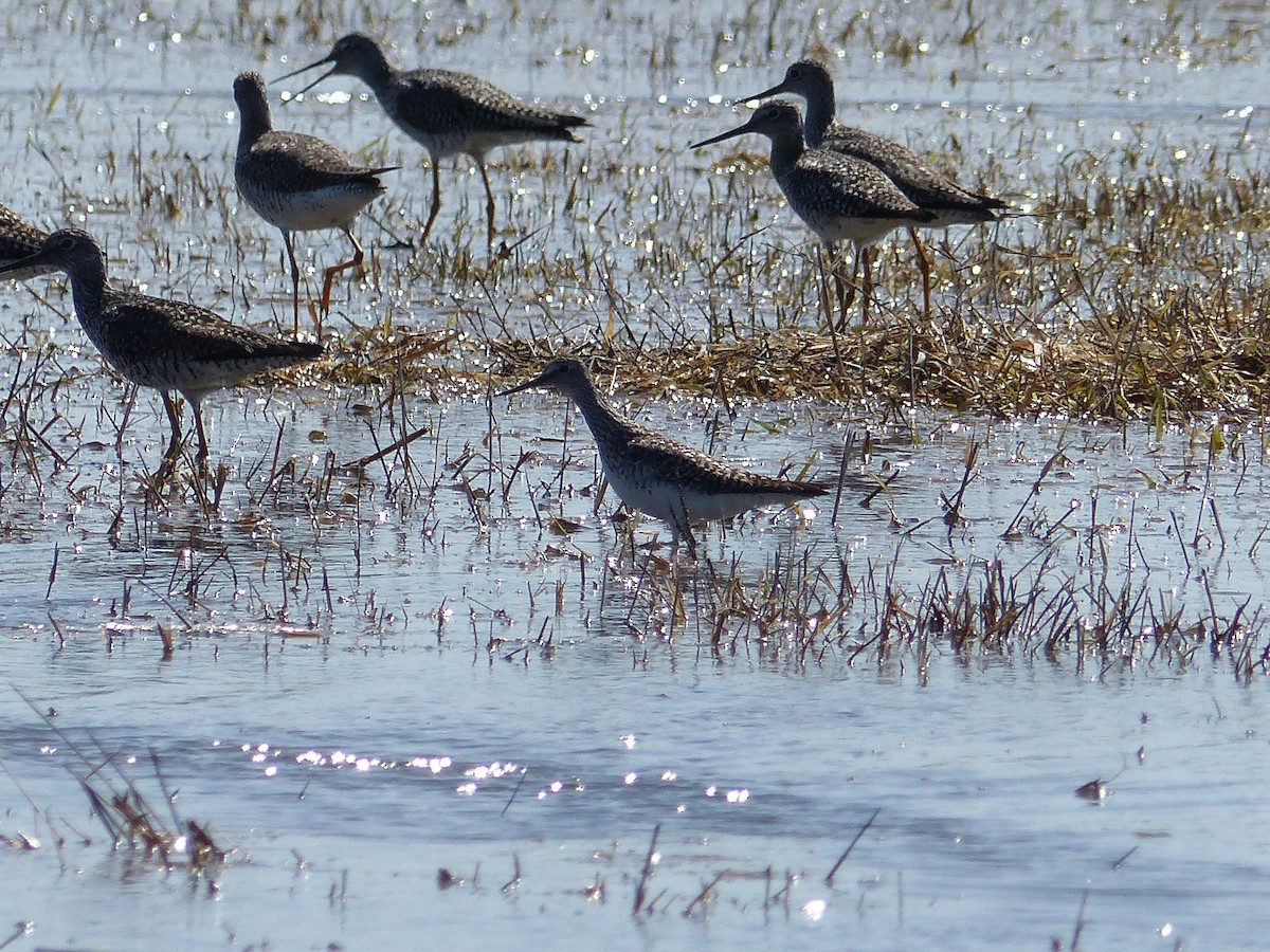 Lesser Yellowlegs - Réjean Deschênes