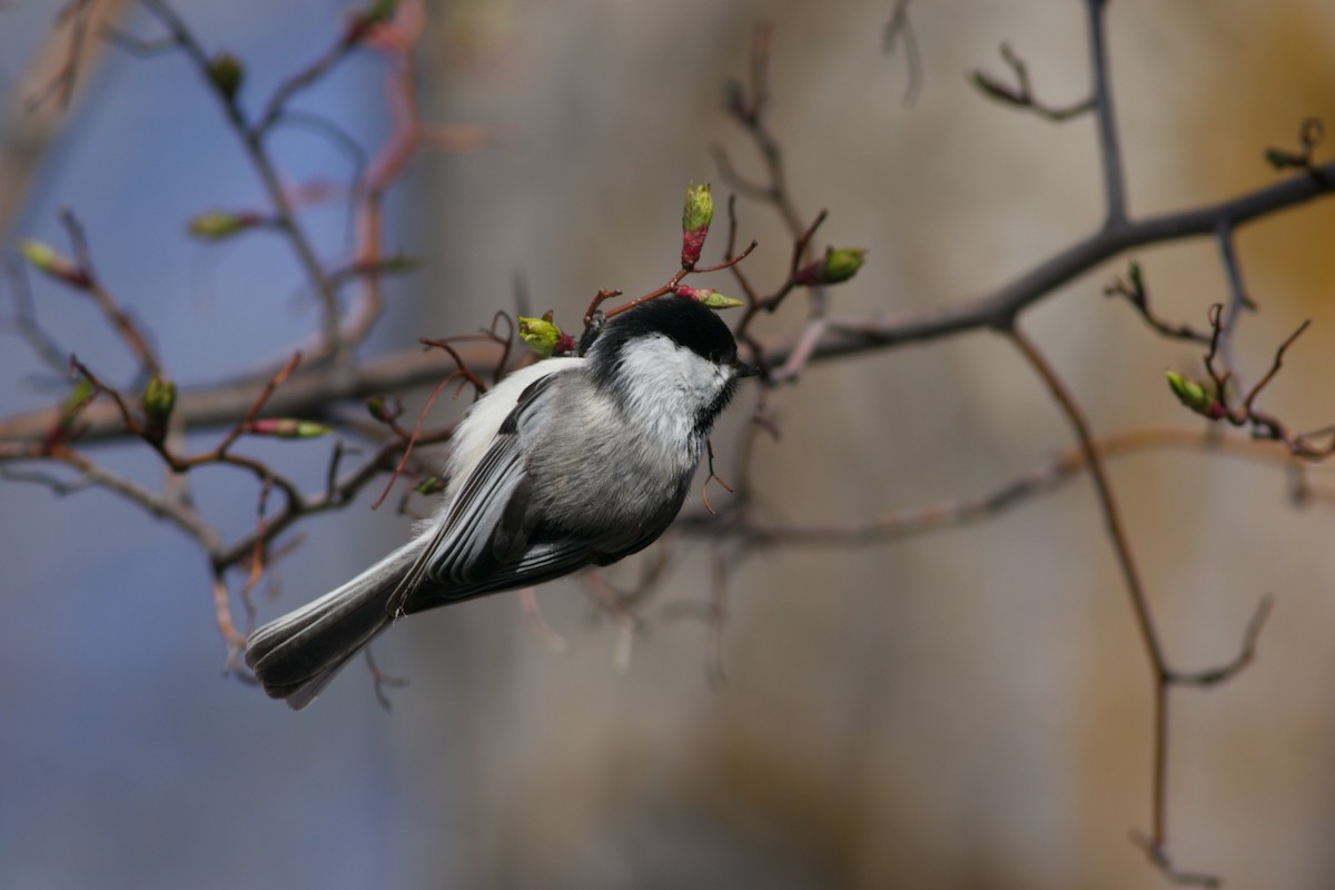 Black-capped Chickadee - Ben Johnson