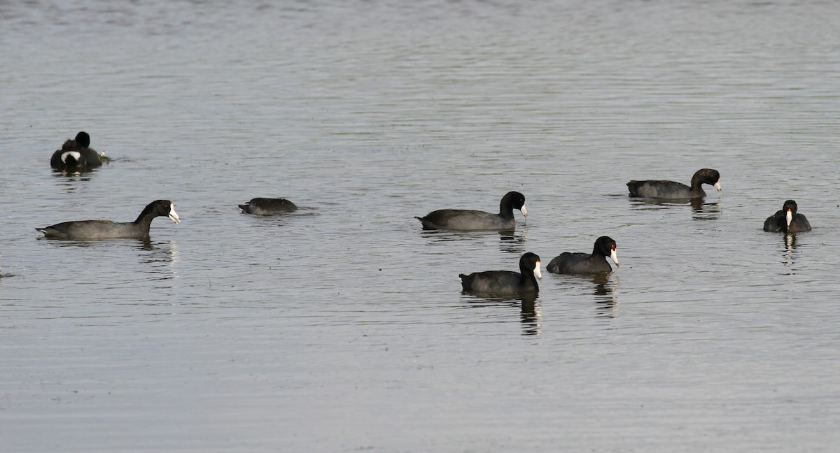 American Coot - ML559972371