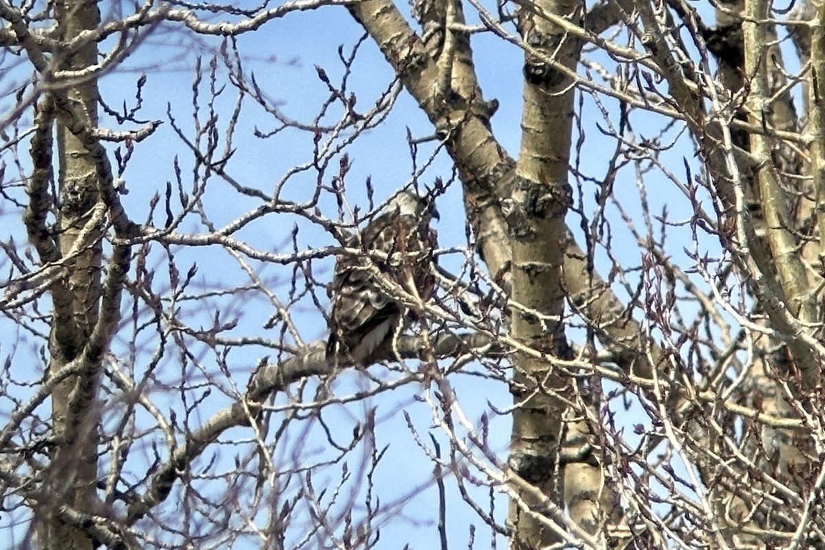 Rough-legged Hawk - ML559973241