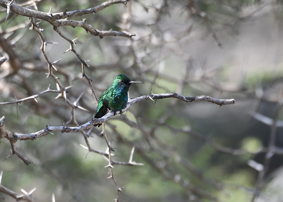 Blue-tailed Emerald - ML559974161