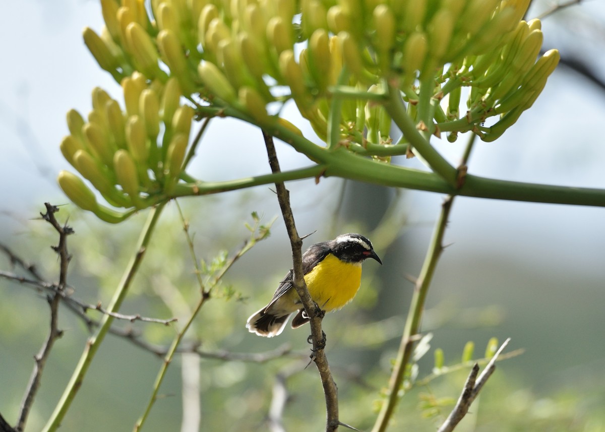 Bananaquit - ML559974201