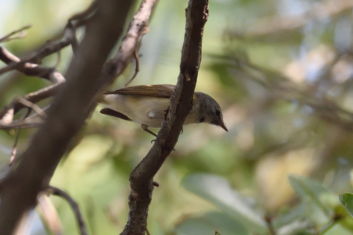 American Redstart - Michiel Oversteegen