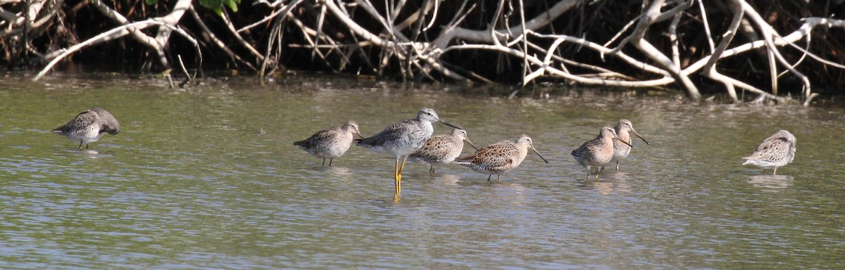 Short-billed Dowitcher - ML559974311