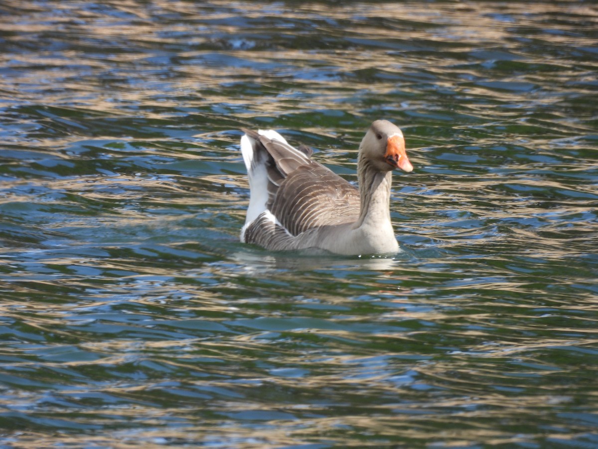 tamgås (domestisert Anser sp.) - ML559974481