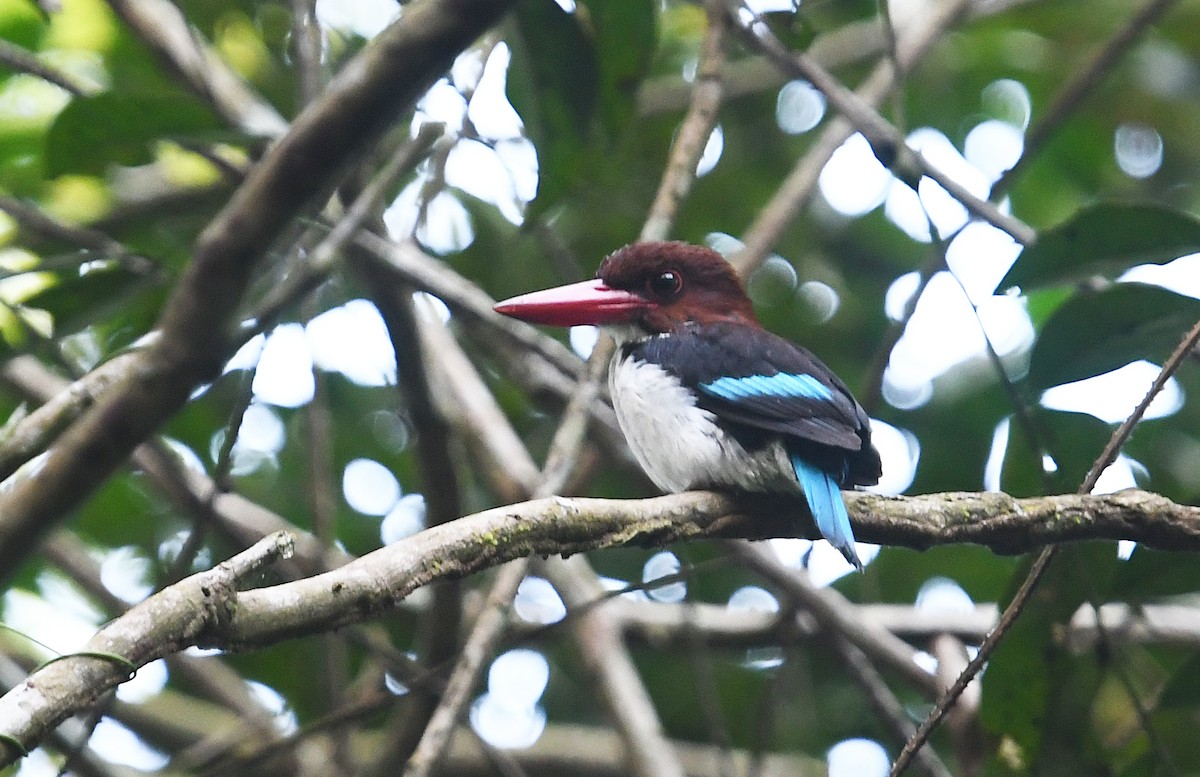 Chocolate-backed Kingfisher - Andreas Deissner