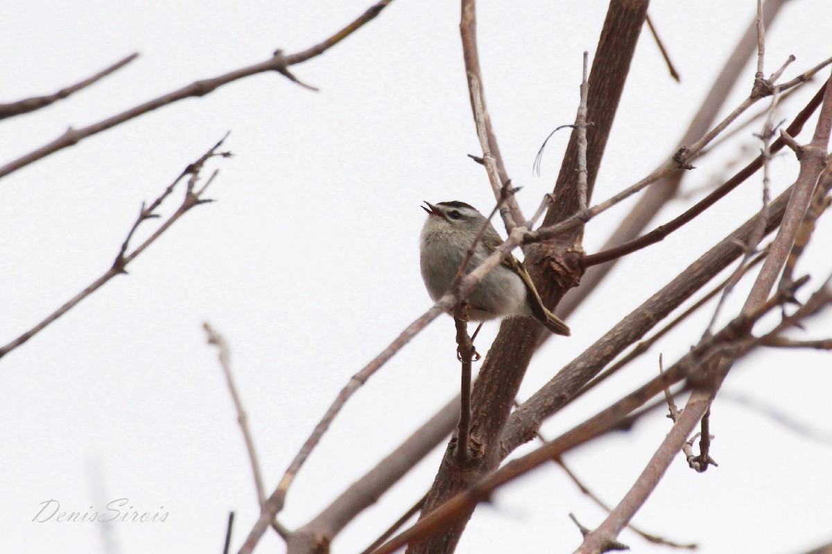 Golden-crowned Kinglet - ML559975731