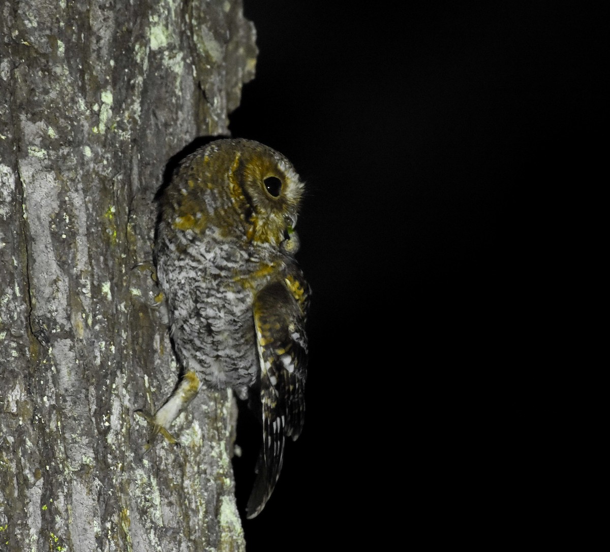 Flammulated Owl - ML559976611