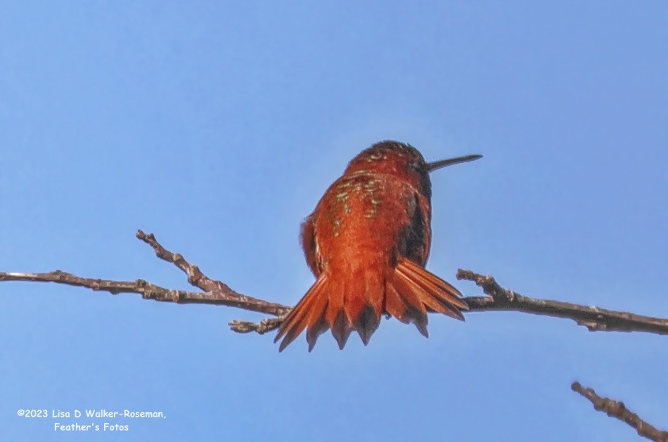 Rufous Hummingbird - ML559976821