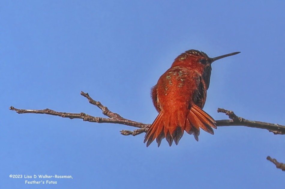 Rufous Hummingbird - ML559976831