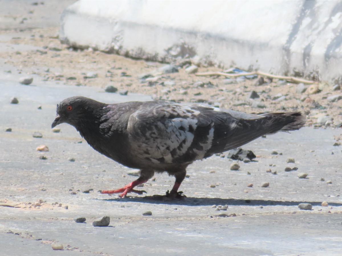 Rock Pigeon (Feral Pigeon) - ML559977381