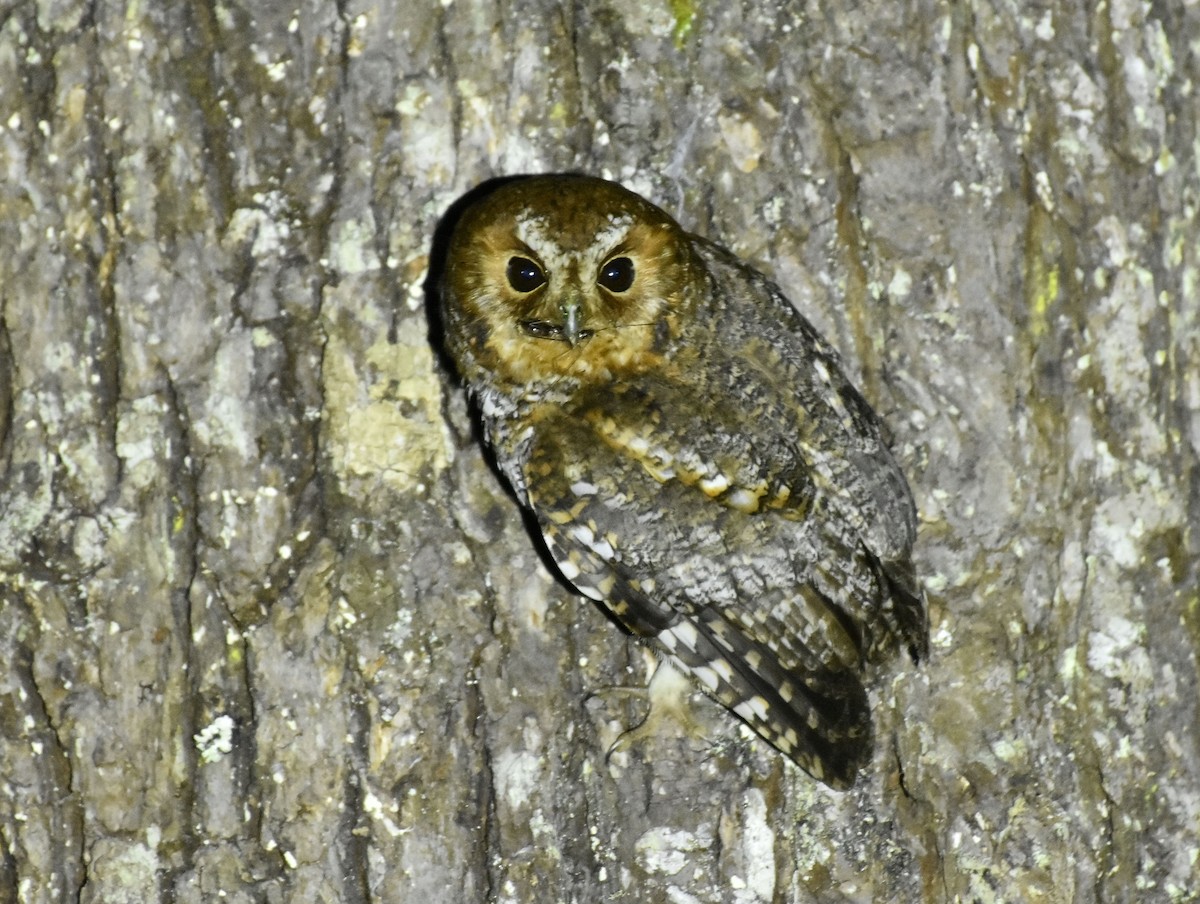 Flammulated Owl - ML559977401