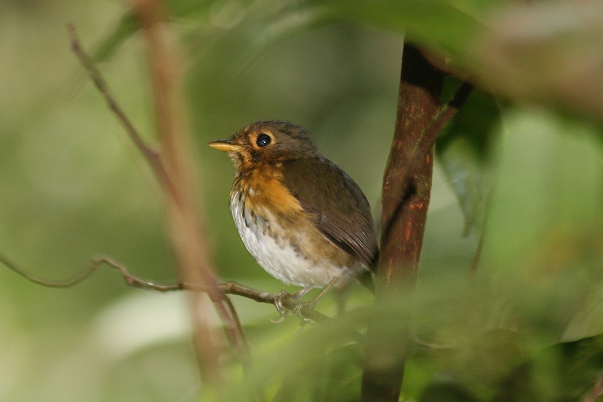 Ochre-breasted Antpitta - ML559978881