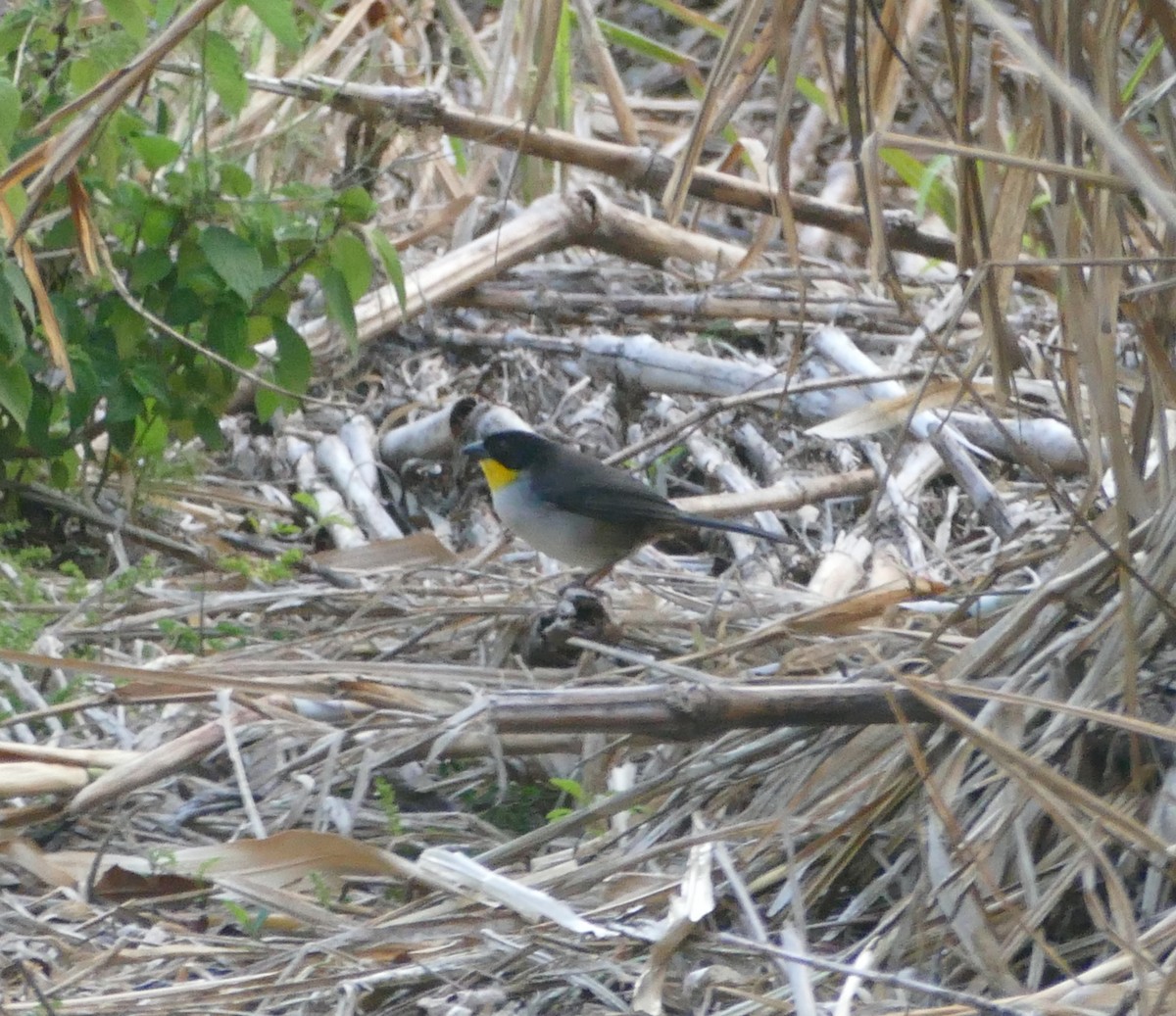 White-naped Brushfinch - ML559979021